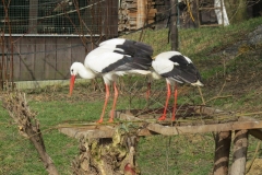 pi-si-zanaj-budovat-hnzdo-2