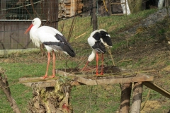 pi-si-zanaj-budovat-hnzdo-3